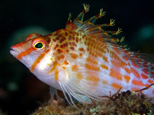 Pixie Hawkfish. East of Dili, East Timor by Doug Anderson 